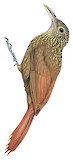 Spix's Woodcreeper Illustration