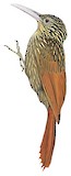 Ivory-billed Woodcreeper Illustration