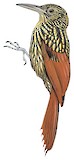 Black-striped Woodcreeper Illustration