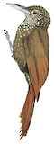 Olive-backed Woodcreeper Illustration