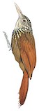 Straight-billed Woodcreeper Illustration