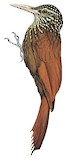 Zimmer's Woodcreeper Illustration