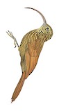 Brown-billed Scythebill Illustration