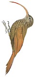 Curve-billed Scythebill Illustration