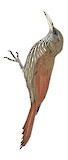 Duida Woodcreeper Illustration