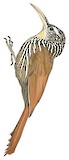 Streak-headed Woodcreeper Illustration