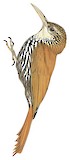 Scaled Woodcreeper Illustration