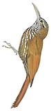 Montane Woodcreeper Illustration