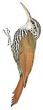 White-striped Woodcreeper Illustration