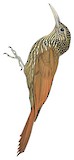 Spot-crowned Woodcreeper Illustration