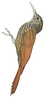 Spot-crowned Woodcreeper