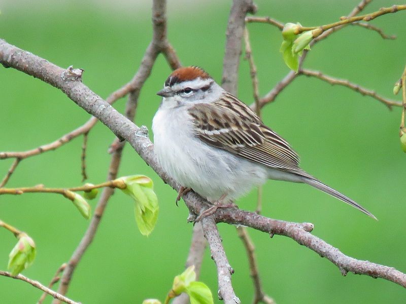 Chipping Sparrow - ML153021441