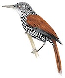 Point-tailed Palmcreeper Illustration