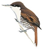 White-throated Treerunner Illustration