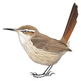 Band-tailed Earthcreeper Illustration