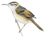 Wren-like Rushbird Illustration