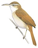 Curve-billed Reedhaunter Illustration