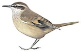 Buff-winged Cinclodes Illustration