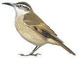 Stout-billed Cinclodes Illustration