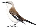 White-bellied Cinclodes Illustration