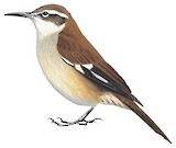 White-winged Cinclodes Illustration