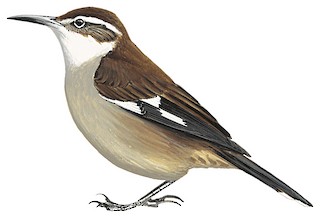 Cinclodes atacamensis schocolatinus