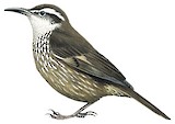 Dark-bellied Cinclodes Illustration