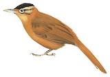 Black-capped Foliage-gleaner Illustration