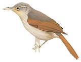 Chestnut-winged Foliage-gleaner Illustration