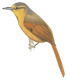 Buff-fronted Foliage-gleaner Illustration