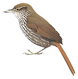 Buff-browed Foliage-gleaner Illustration