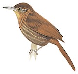 Rufous-necked Foliage-gleaner Illustration