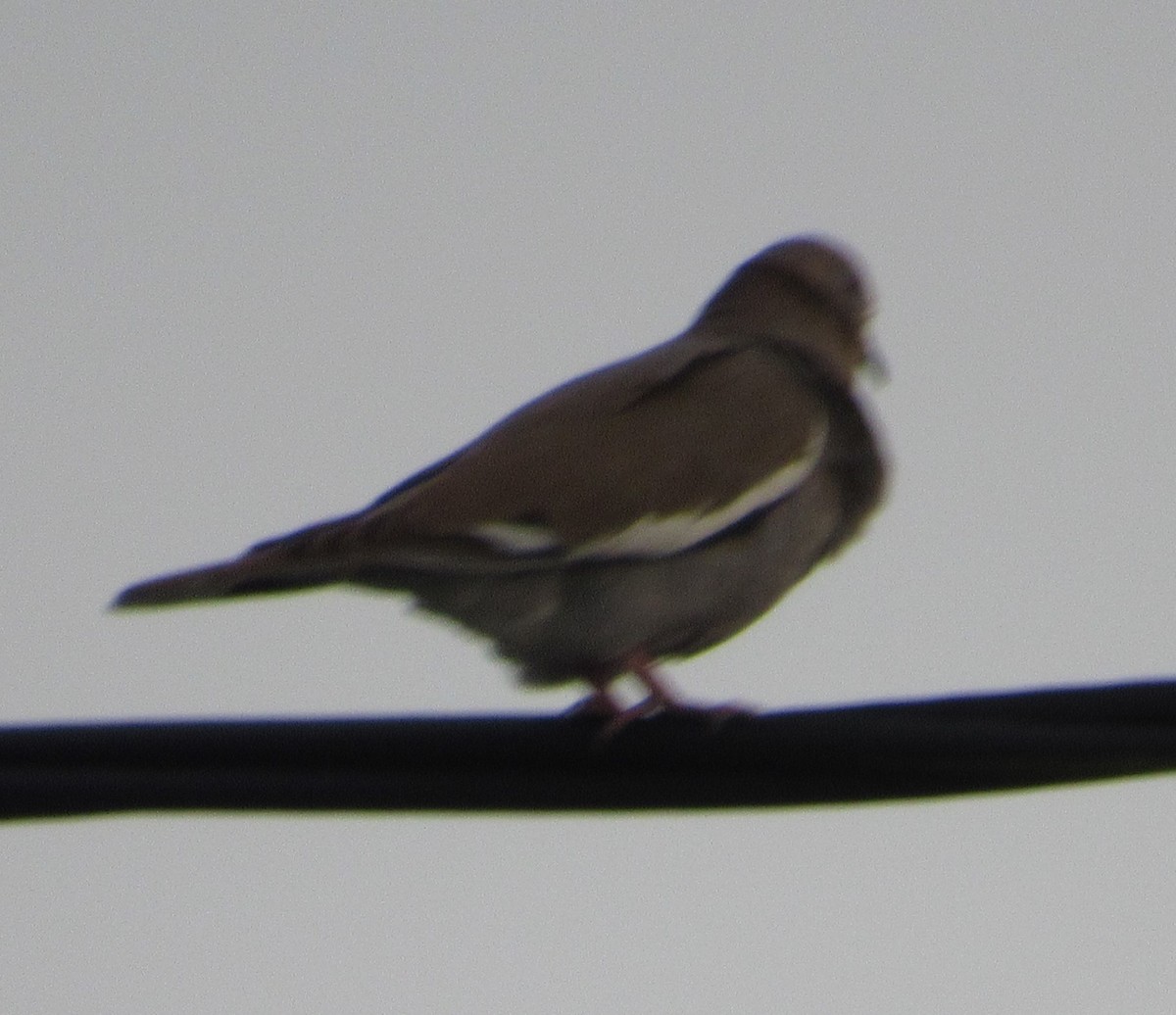 White-winged Dove - ML153022761