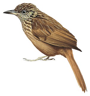 Striped Treehunter - Thripadectes holostictus - Birds of the World