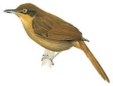 Brown-rumped Foliage-gleaner Illustration