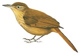 Ochre-throated Foliage-gleaner Illustration