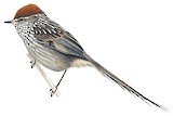 Rusty-crowned Tit-Spinetail Illustration