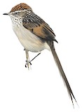 Streak-backed Tit-Spinetail Illustration