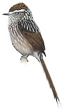 Andean Tit-Spinetail Illustration