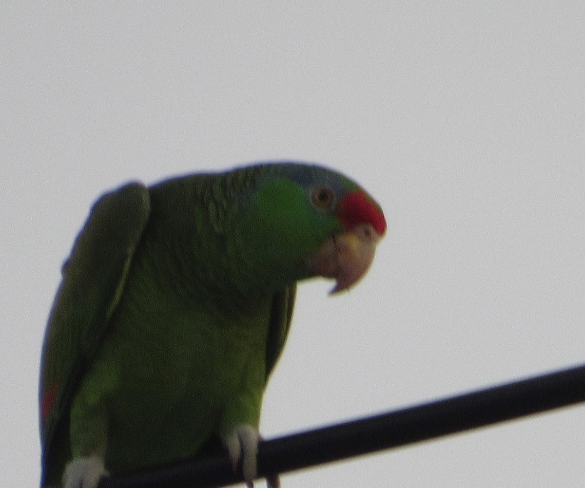 Red-crowned Parrot - ML153023461