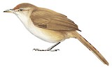 Rufous-fronted Thornbird Illustration