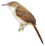 Streak-fronted Thornbird Illustration