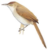 Freckle-breasted Thornbird Illustration