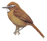 White-browed Spinetail Illustration