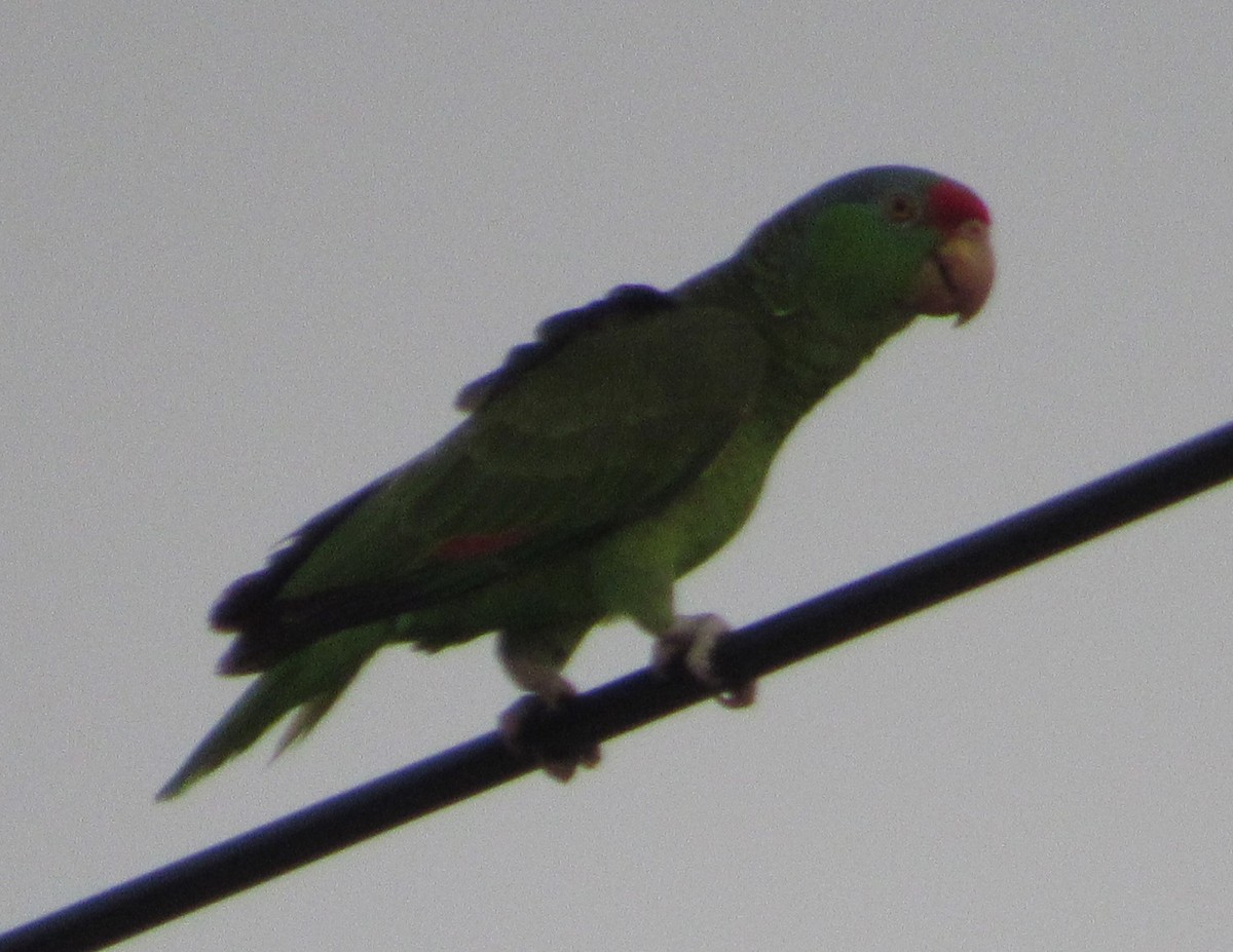 Red-crowned Parrot - ML153023661
