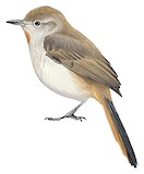 Short-billed Canastero Illustration