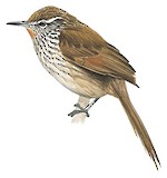 Line-fronted Canastero Illustration