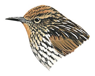 Asthenes flammulata quindiana