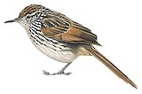 Many-striped Canastero Illustration