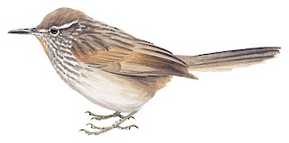 Asthenes humilis cajamarcae